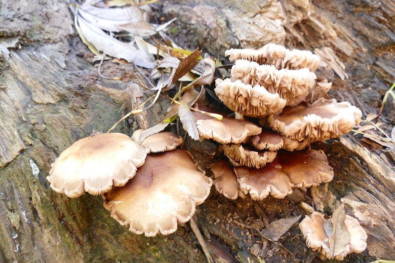 Agrocybe aegerita .JPG