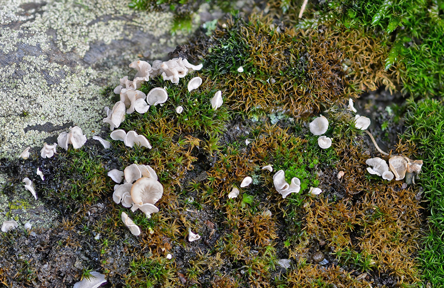 2018 11 04 Lozère (Cévennes) 1 (1).JPG