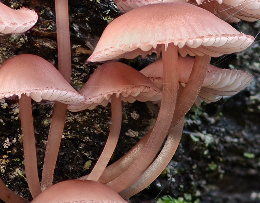 Mycena haematopus 2018 11 16 Lozère (Cévennes - Quatre-Chemins) (2).jpg