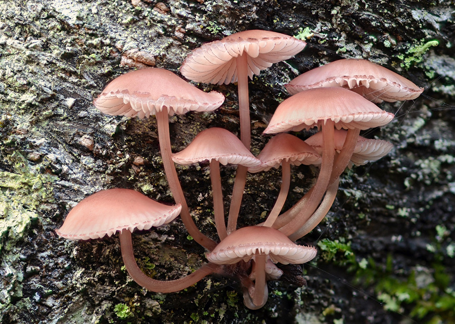 Mycena haematopus 2018 11 16 Lozère (Cévennes - Quatre-Chemins).jpg