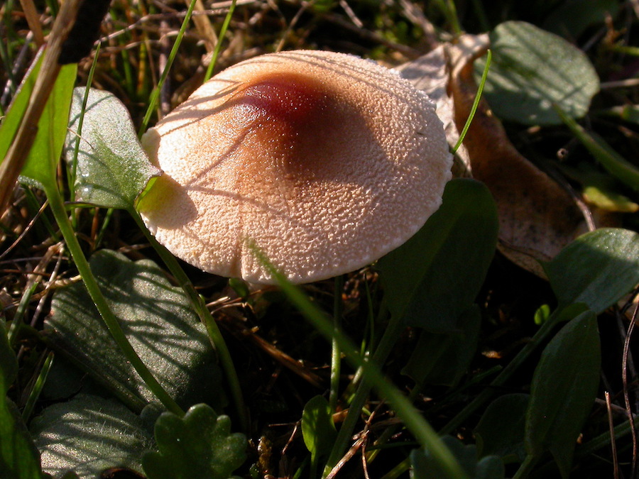 Lepiota oreadiformis.jpg