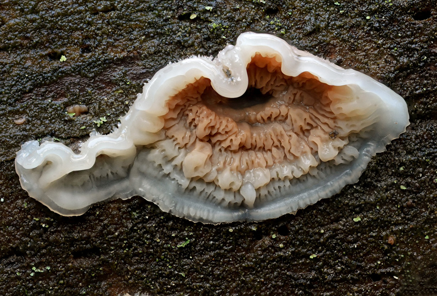 Serpula himantioides 2018 11 16 Lozère (Cévennes - Quatre-Chemins) (1).jpg