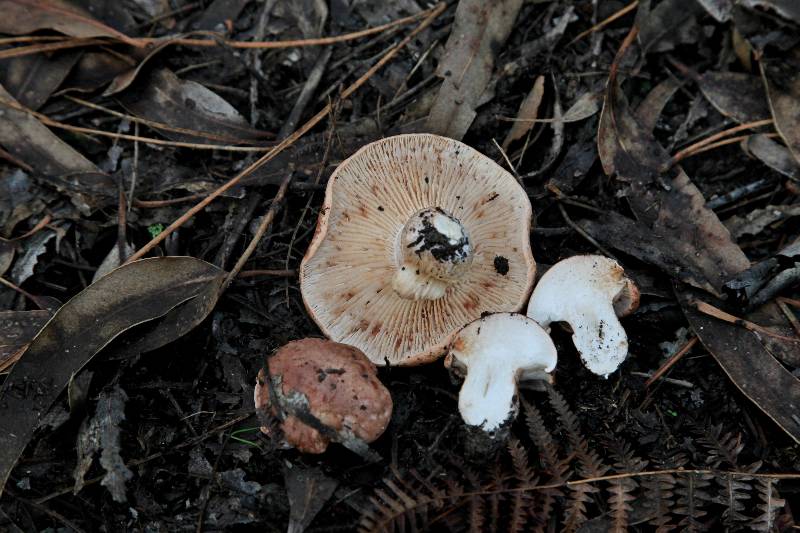 Tricholoma (1)-redim800.JPG