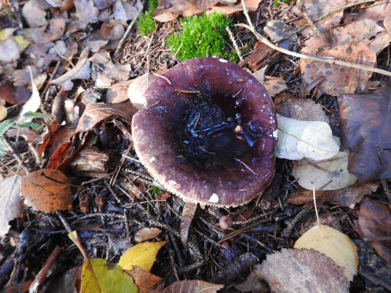 Russula turci Yvoir 4-12-18 B.jpg