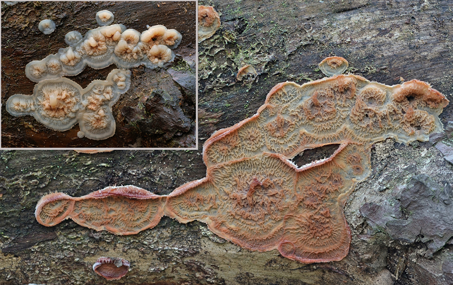 Phlebia tremellosa 2018 12 11 Lozère (Cévennes - Quatre-Chemins) (évolution 1).jpg