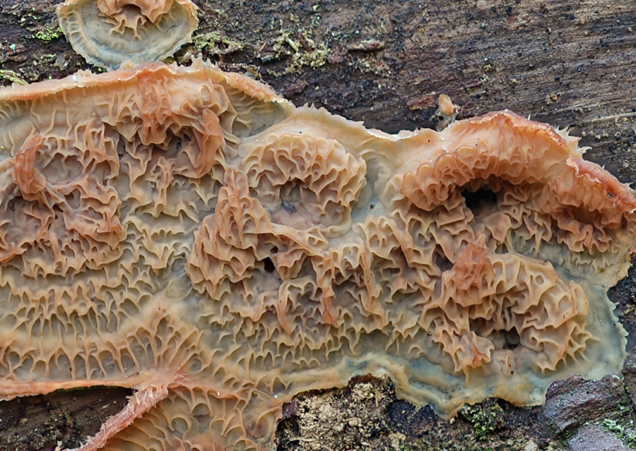 Phlebia tremellosa 2018 12 11 Lozère (Cévennes - Quatre-Chemins) (évolution 2).jpg