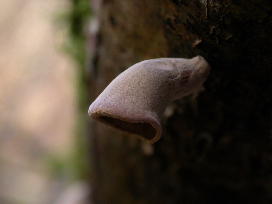 Tectella patellaris.jpg