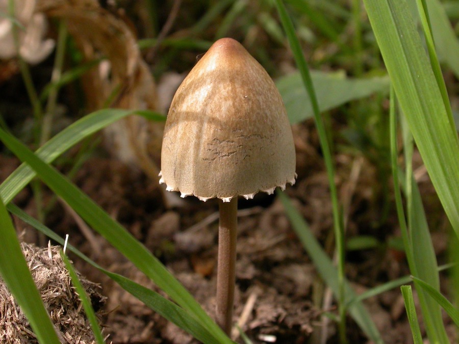 Panaeolus sphinctrinus.jpg