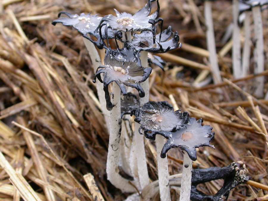 DSCN9741.jpg