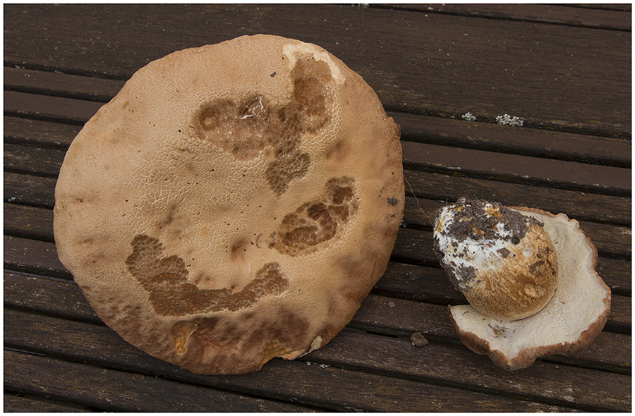 boletus1_web.jpg