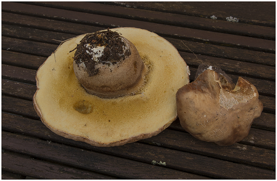 boletus_web.jpg