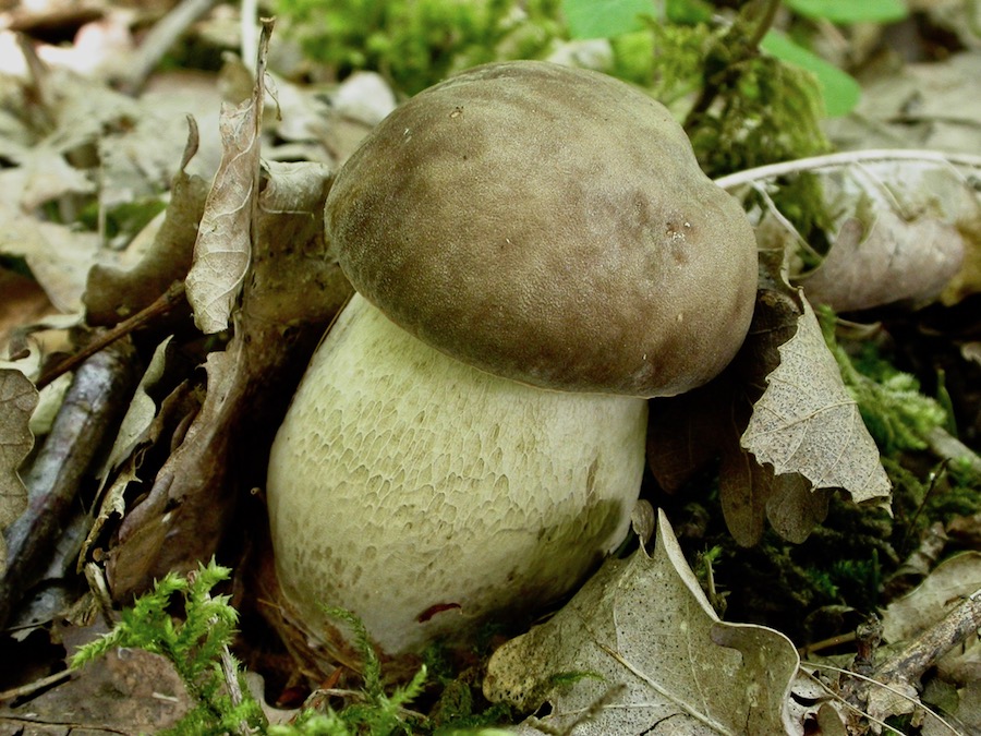 Boletus aestivalis .jpg