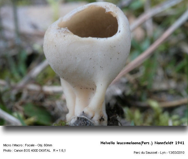 helvella_leucomelaenapers_nannfeldt_1941.jpg