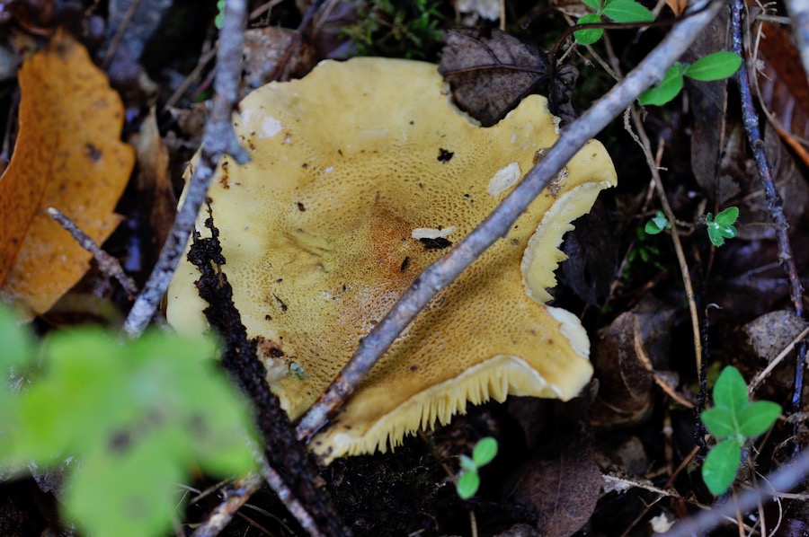 DSC_8036.jpg