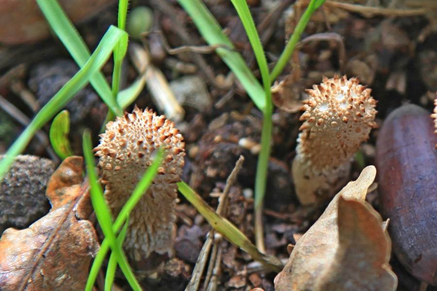 Lycoperdon perlatum-redim900.JPG