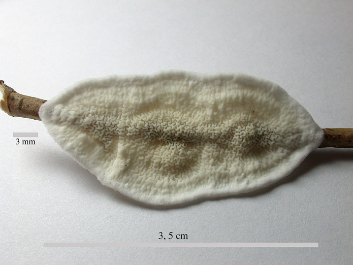 Meruliopsis-corium2.jpg