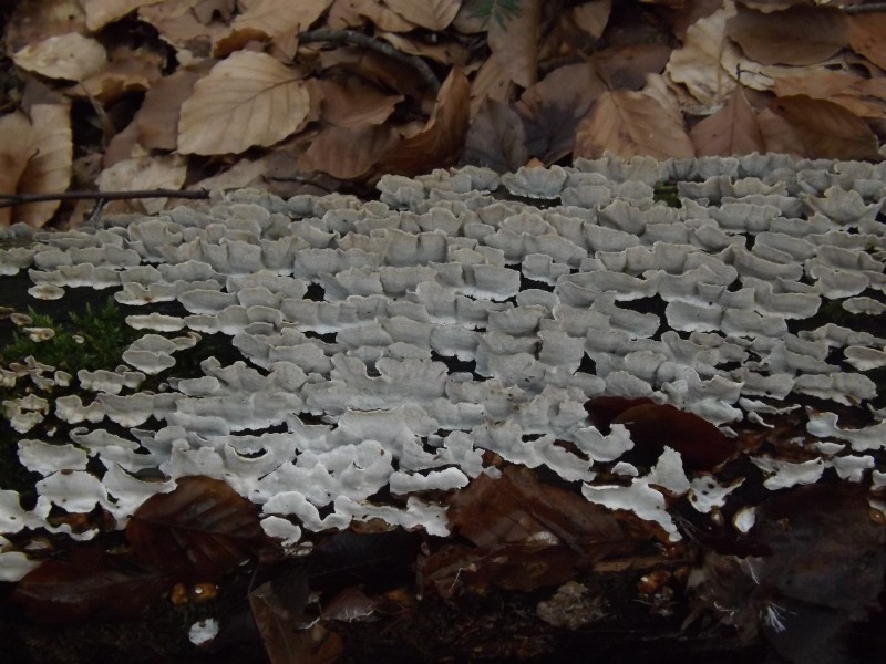 Trametes versicolor-redim800.JPG