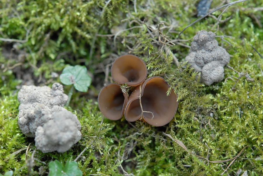 Dumontinia tuberosa.jpg