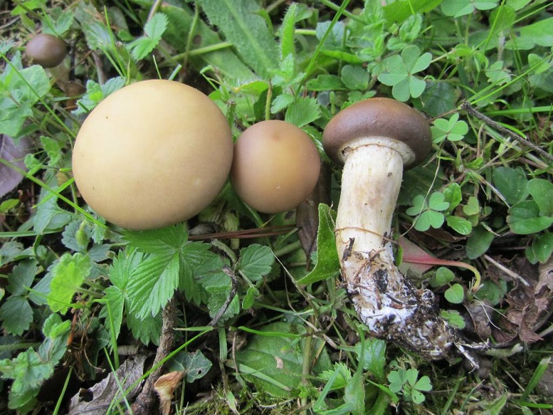 Stropharia rugosoannulata f. lutea2.JPG