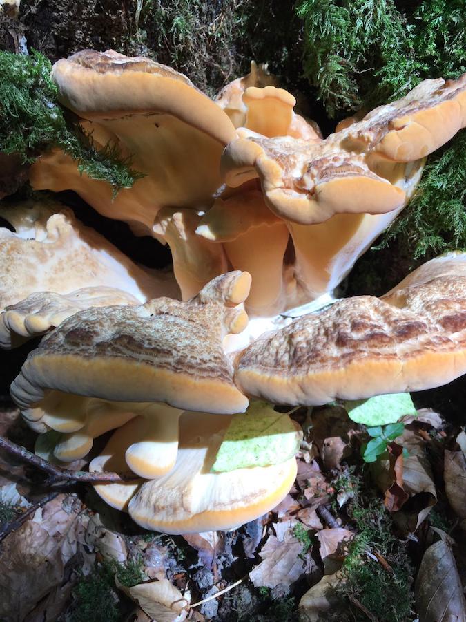 polypore coleur jaune.jpeg