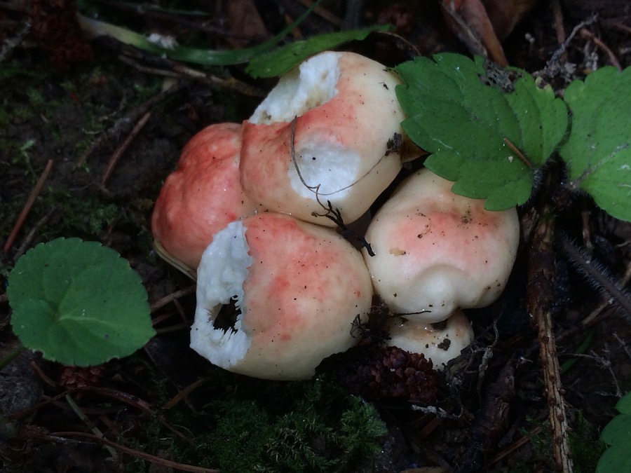 Russula persicina.jpg