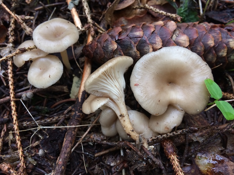 Clitocybe phaeophthalma.jpg