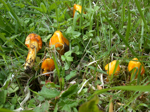 Hygrocybe aurantiosplendens - PCal240506 (3a).jpg