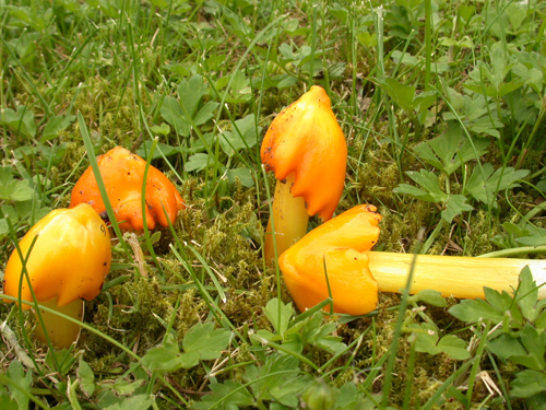 Hygrocybe aurantiosplendens - PCal240506 (1a).jpg