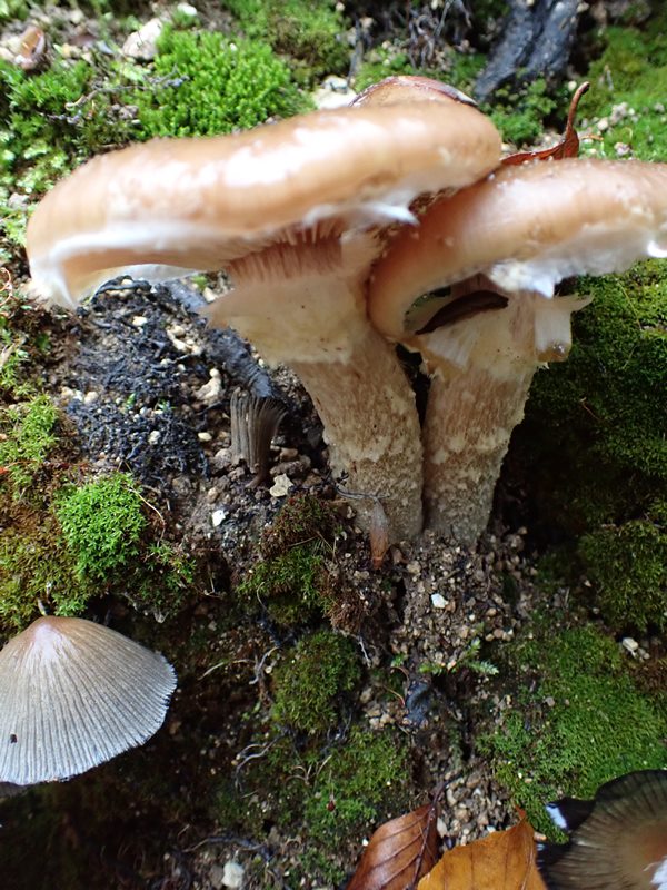 Armillaria gallica_ACONF_Thillot (1).JPG