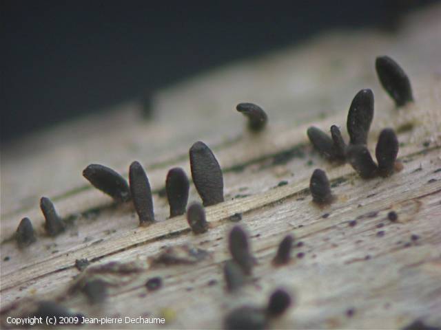 Acrospermum compressum (Acrospermum_compressum_2009_jd_2.jpg)