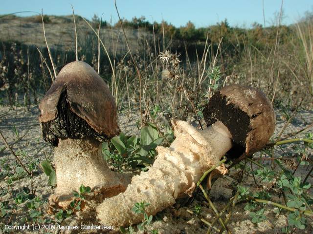 Agaricus aridicola (Agaricus_aridicola_2009_jg_2.jpg)