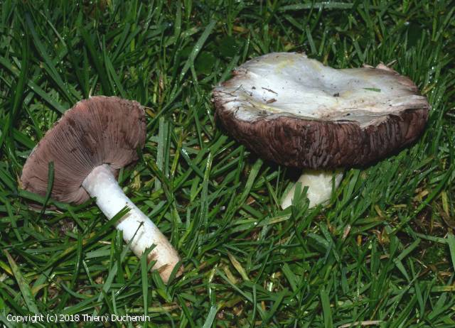 Agaricus moellerianus (Agaricus_moellerianus_2018_td_1.jpg)