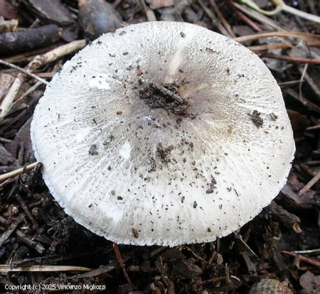 Agaricus parvitigrinus (Agaricus_parvitigrinus_2025_vm_2.jpg)