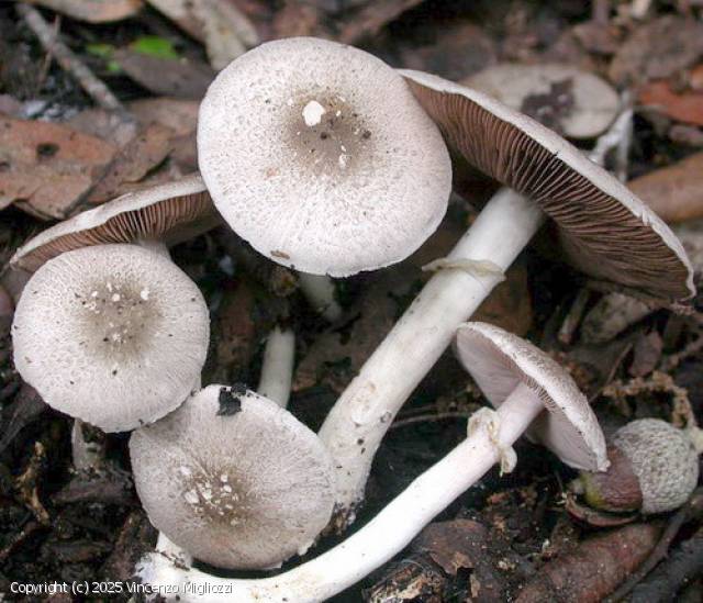 Agaricus parvitigrinus (Agaricus_parvitigrinus_2025_vm_3.jpg)
