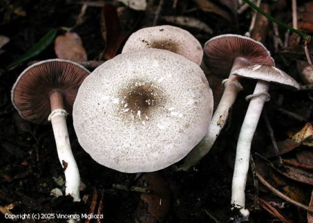 Agaricus parvitigrinus (Agaricus_parvitigrinus_2025_vm_4.jpg)