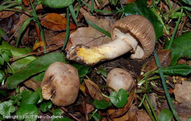 Agaricus subrufescens (Agaricus_subrufescens_2022_td_2.jpg)