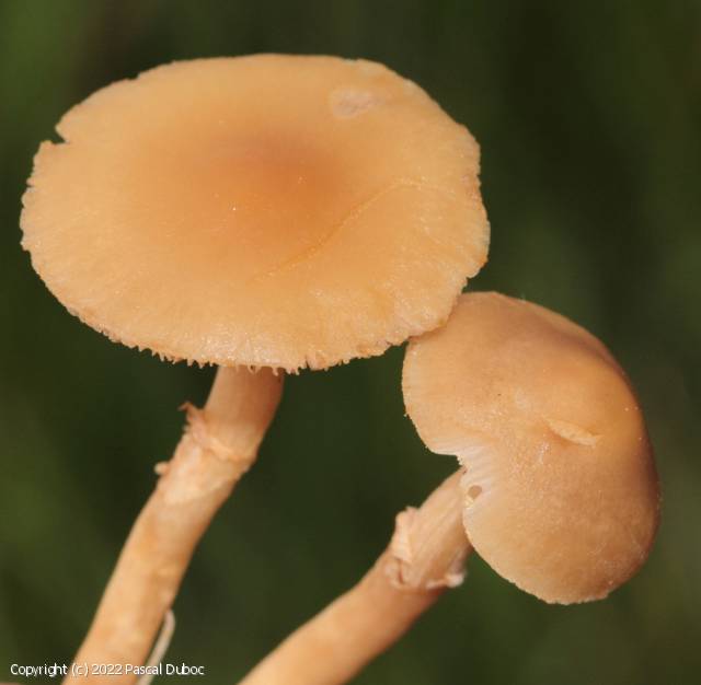 Agrocybe elatella (Agrocybe_elatella_2022_pd_1.jpg)