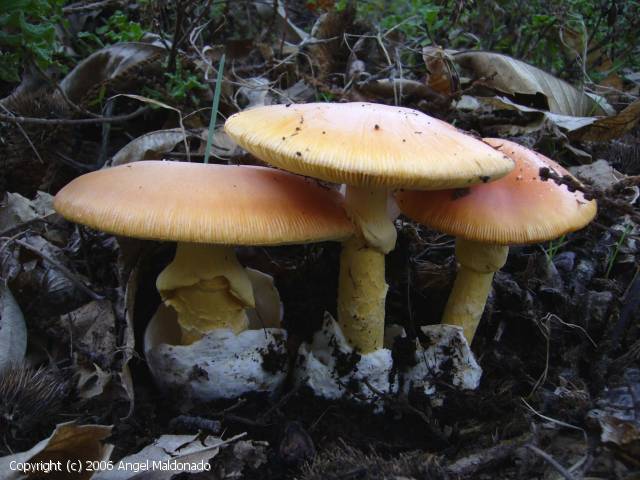 Amanita caesarea (Amanita_caesarea_2006_am_1.jpg)