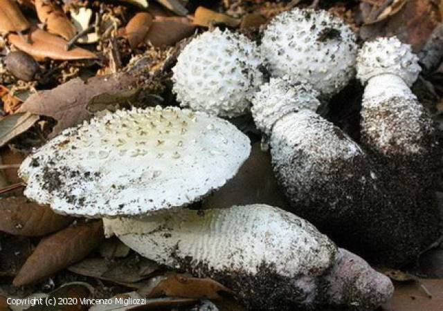 Amanita echinocephala (Amanita_echinocephala_2020_vm_1.jpg)