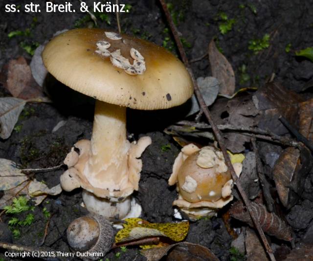 Amanita lividopallescens (Amanita_lividopallescens_2015_td_3.jpg)
