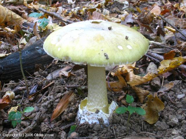 Amanita phalloides (Amanita_phalloides_2006_ov_2.jpg)