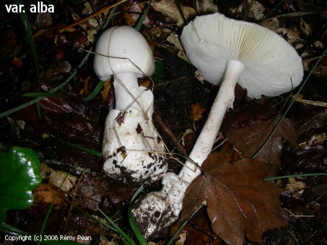 Amanita phalloides (Amanita_phalloides_2006_rp_1.jpg)