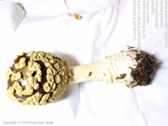 Amanita regalis (Amanita_regalis_2019_jh_1.jpg)