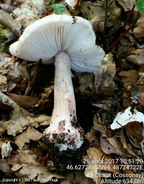 Amanita rubescens (Amanita_rubescens_2017_jh_1.jpg)