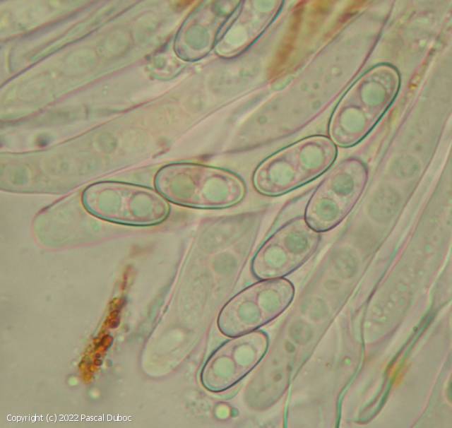 Anthracobia tristis (Anthracobia_tristis_2022_pd_3.jpg)