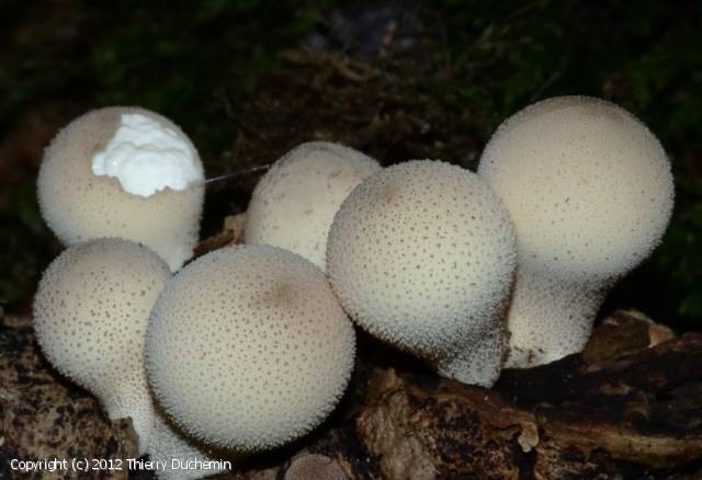 Apioperdon pyriforme (Apioperdon_pyriforme_2012_td_2.jpg)