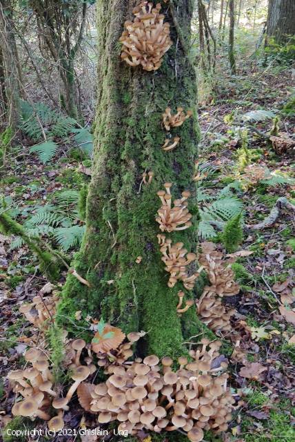 Armillaria mellea (Armillaria_mellea_2021_gu_1.jpg)