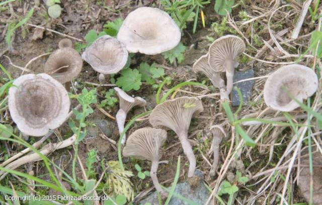 Arrhenia obscurata (Arrhenia_obscurata_2015_fb_1.jpg)