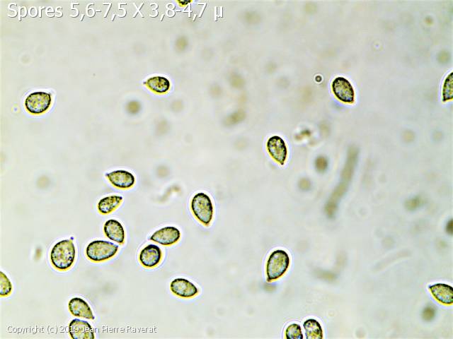 Arrhenia retiruga (Arrhenia_retiruga_2019_jpr_2.jpg)