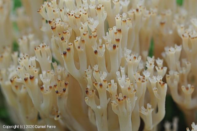 Artomyces pyxidatus (Artomyces_pyxidatus_2020_df_2.jpg)